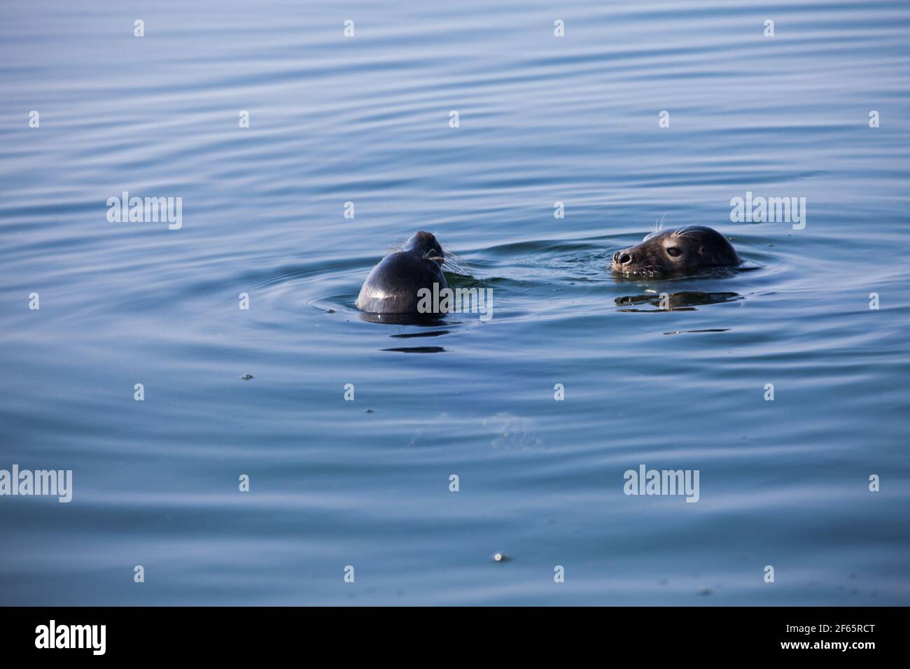 Les saels gris tourbillonnaient dans l'eau. Têtes uniquement. Mer Baltique, île de Saarema, Estonie. Banque D'Images