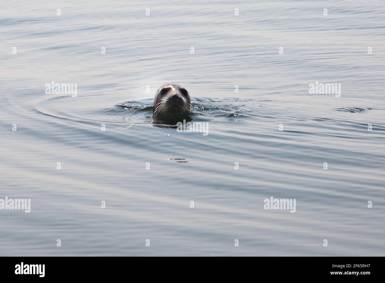 Les saels gris tourbillonnaient dans l'eau. Têtes uniquement. Mer Baltique, île de Saarema, Estonie. Banque D'Images