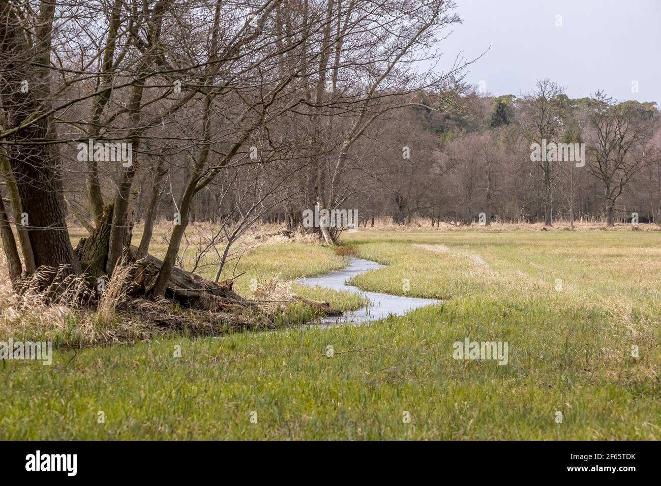 Une petite crique qui traverse la réserve naturelle de Mönchbruch par une journée nuageux au printemps. Banque D'Images