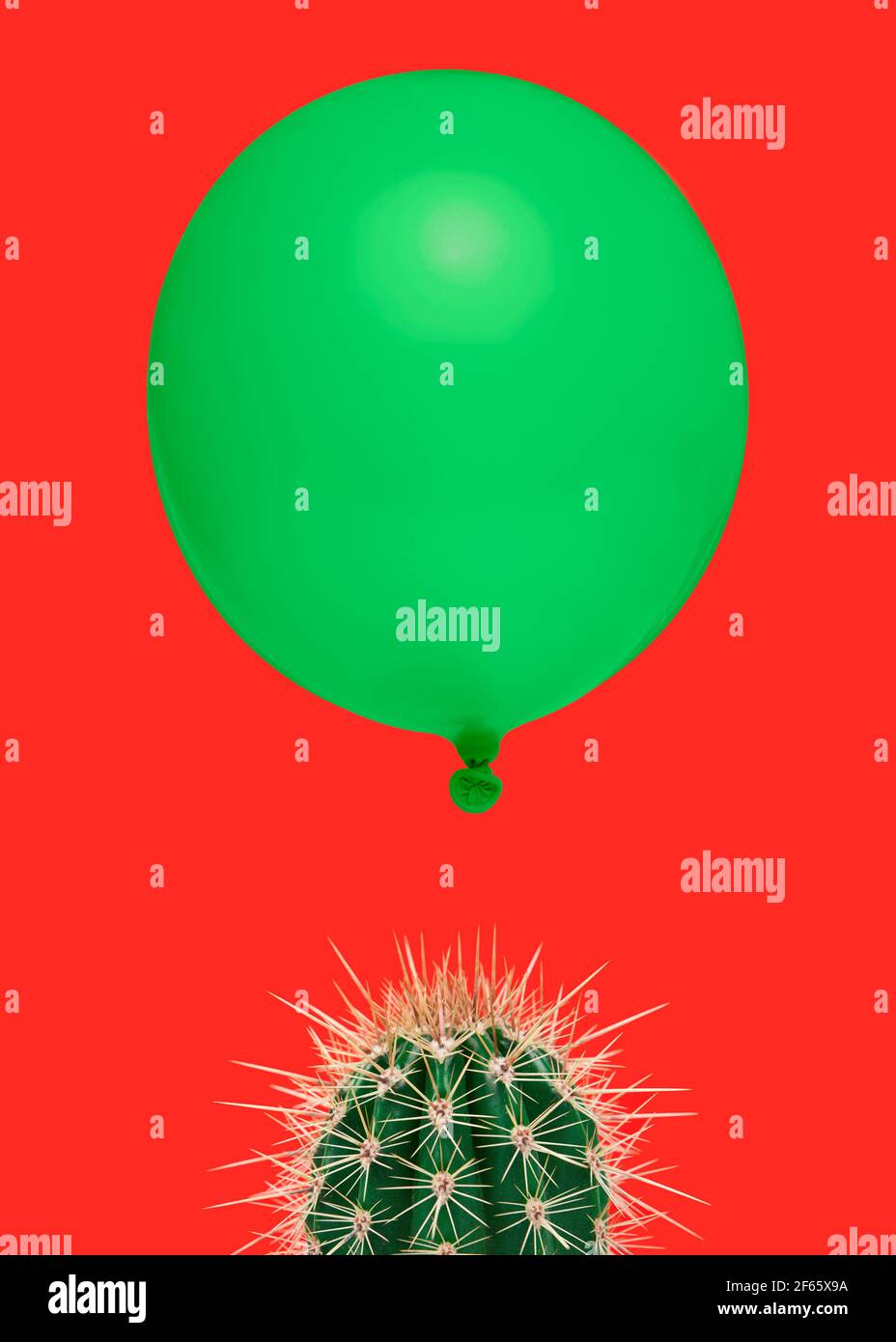 Plante de Cactus sur un fond rouge vif avec au-dessus de lui flottant un ballon vert comme un concept pour quelque chose qui risque d'erreur rapide Banque D'Images