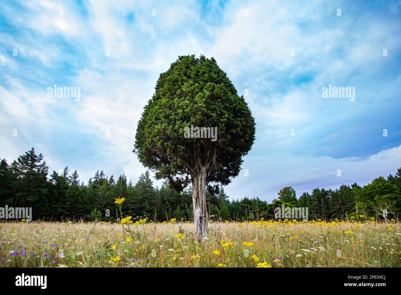 Genièvre solitaire sur la prairie avec des fleurs jaunes et blanches. Ciel bleu avec nuages. Estonie vue sur la campagne. Île Saarema. Banque D'Images