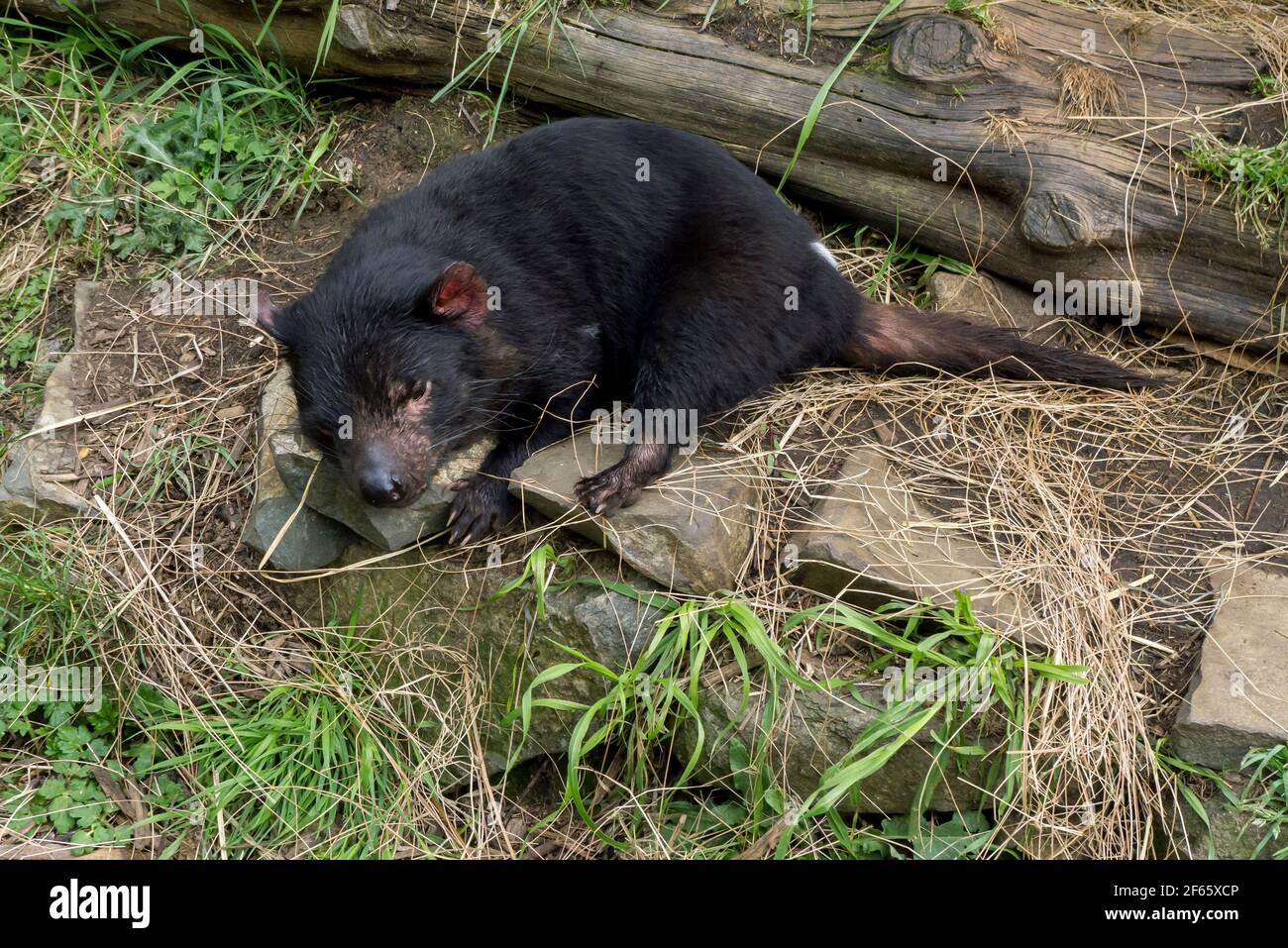 Un diable de Tasmanie qui pose à l'entrée de son coin de détente au Tasmanian Devil conservation Park à Taranna en Tasmanie, en Australie. Banque D'Images