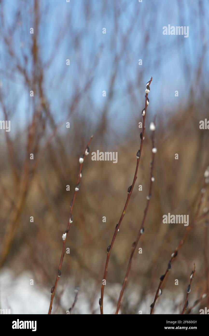 Au premier plan sont des brindilles de saule avec des bourgeons blancs moelleux au début du printemps Banque D'Images