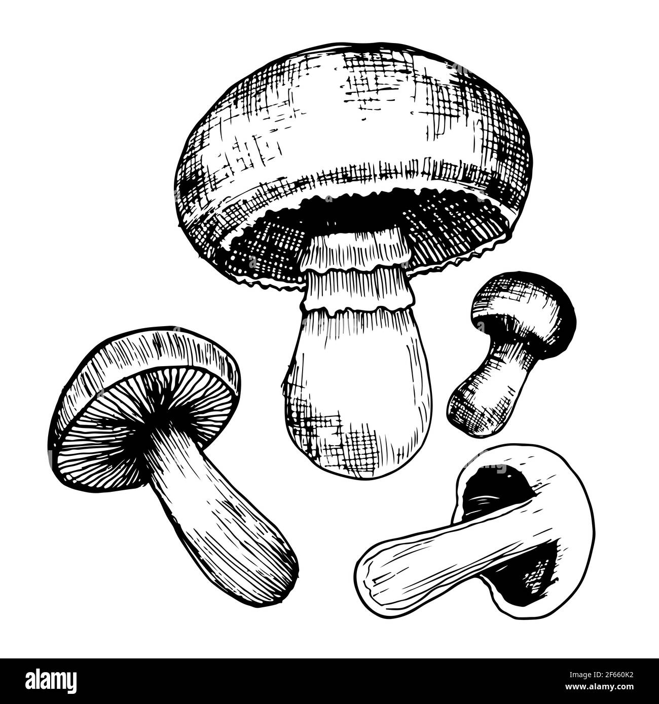 Champignons Champignons ensemble noir et blanc avec de différentes formes et tailles, style esquisse, isolé sur fond blanc. Produit végétarien biologique. Illustration de Vecteur