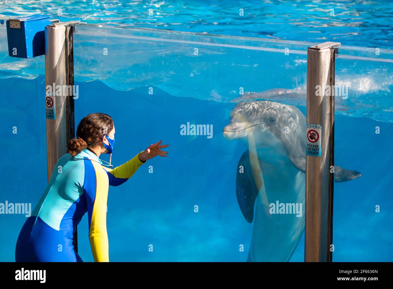 Orlando, Floride. 22 décembre 2020. Joli dauphin avec son entraîneur à SeaWorld (23) Banque D'Images