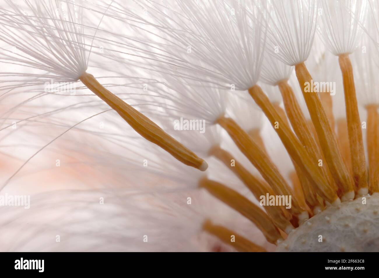 un pissenlit est allé à la graine Banque D'Images