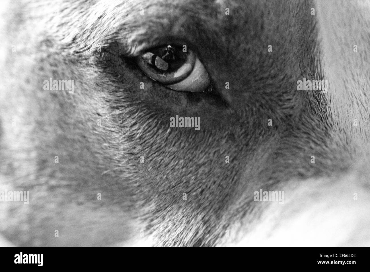 Le photographe se reflète dans l'œil d'un chien (American Staffordshire Pit Bull Terrier et American Pit Bull Terrier) (Canis lupus familiaris). Banque D'Images