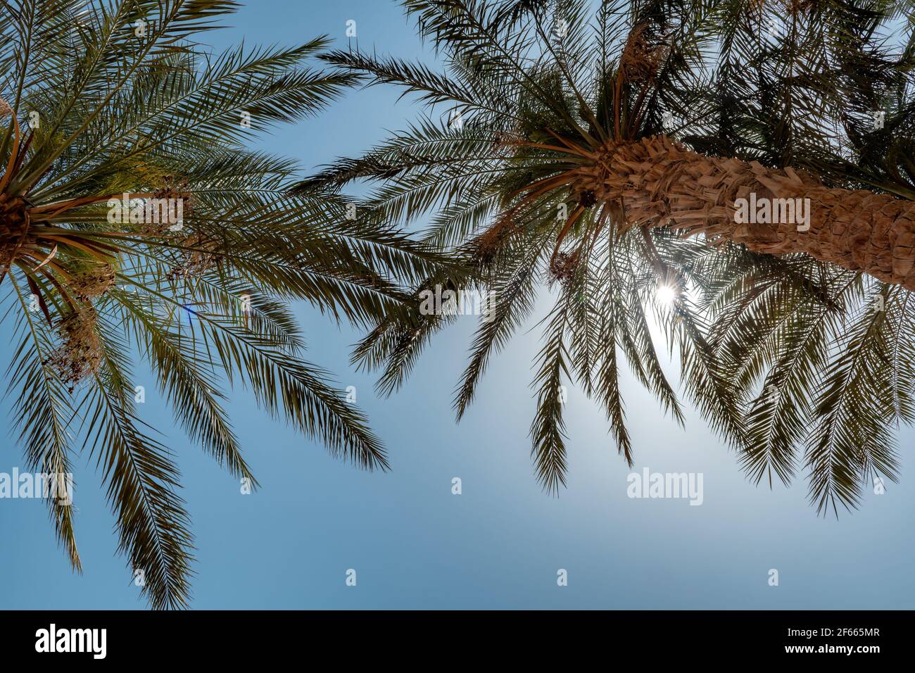 Palmiers dans la lumière du soleil contre le ciel bleu sur une plage tropicale. Banque D'Images