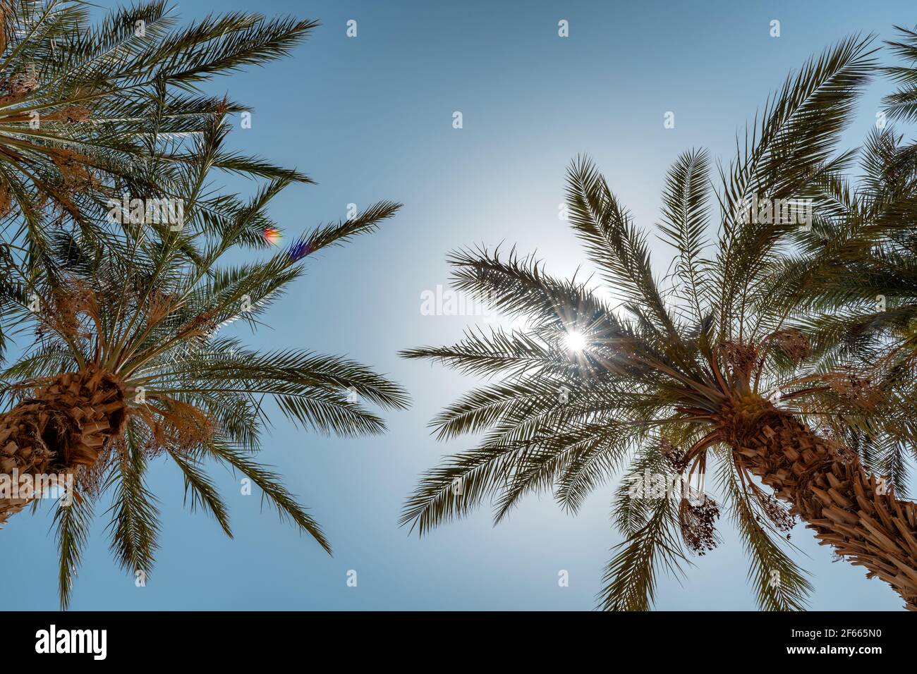 Palmiers dans la lumière du soleil contre le ciel bleu sur une plage tropicale. Banque D'Images