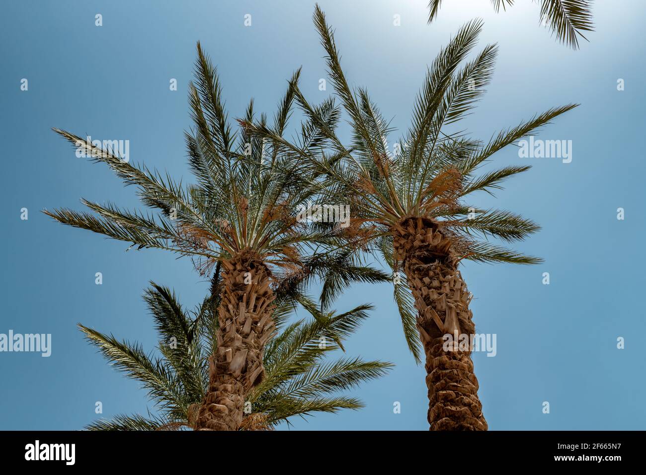 Palmiers dans la lumière du soleil contre le ciel bleu sur une plage tropicale. Banque D'Images