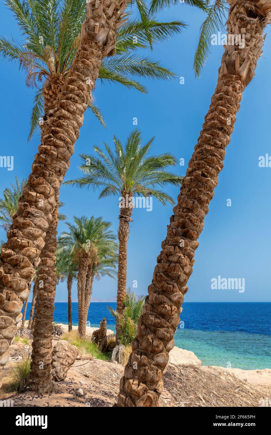 Palmiers sur une plage de corail ensoleillée Banque D'Images