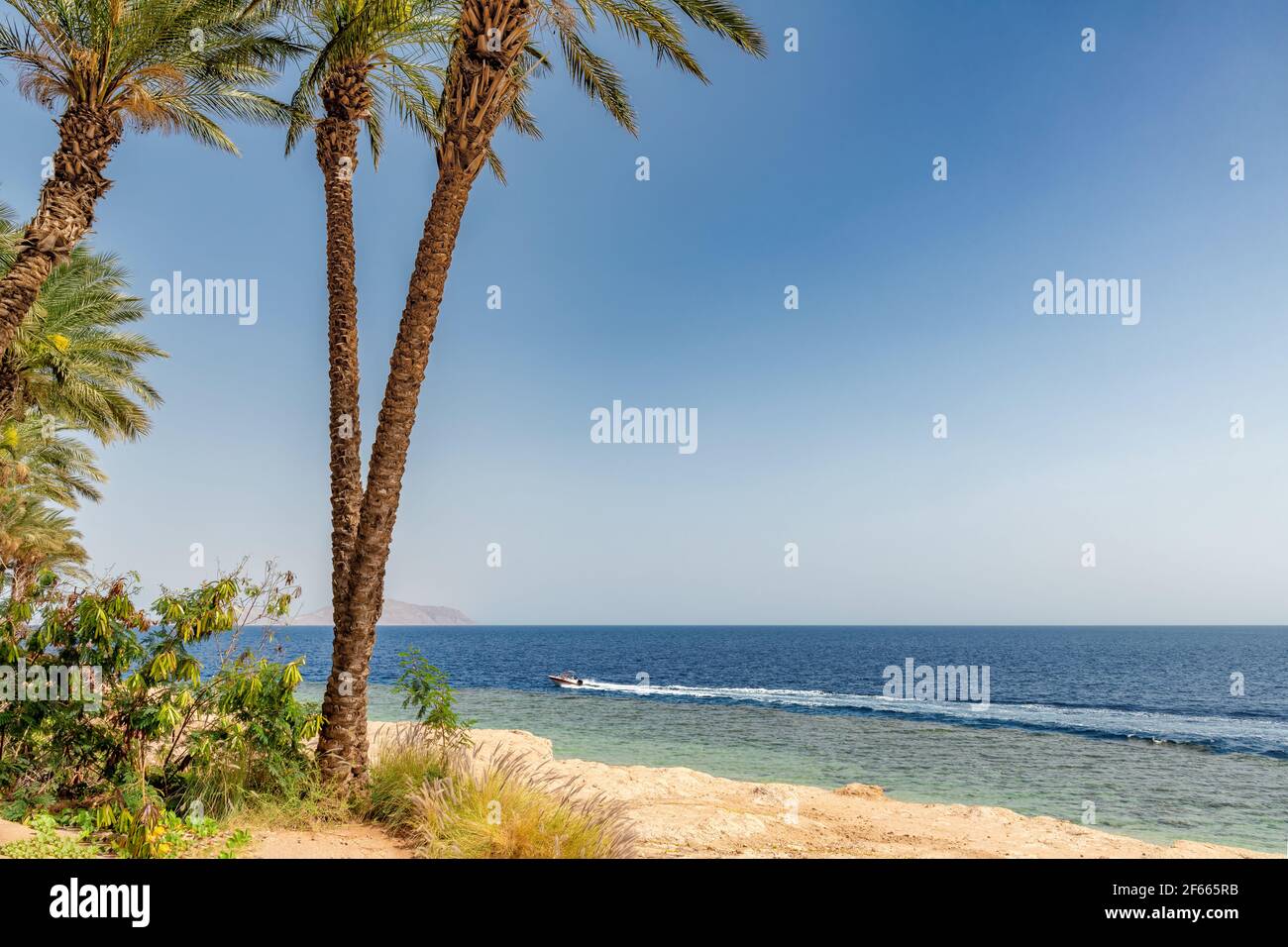 Palmiers sur une plage de corail ensoleillée Banque D'Images