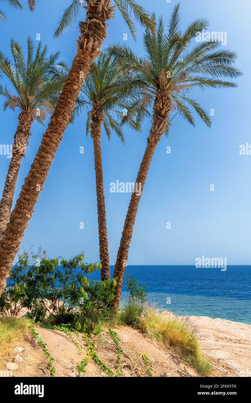 Palmiers sur une plage de corail ensoleillée Banque D'Images