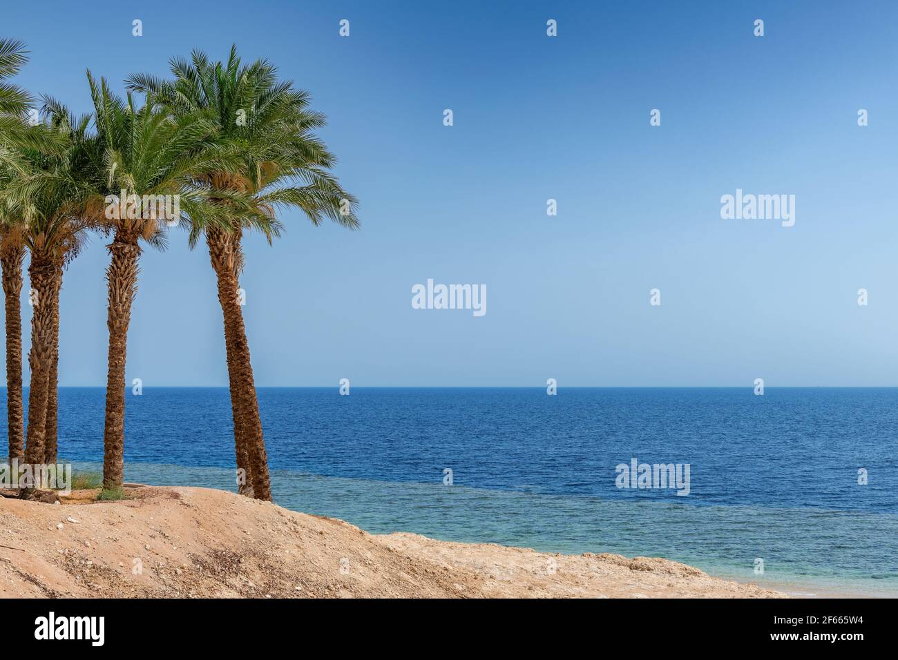 Palmiers sur une plage de corail ensoleillée Banque D'Images