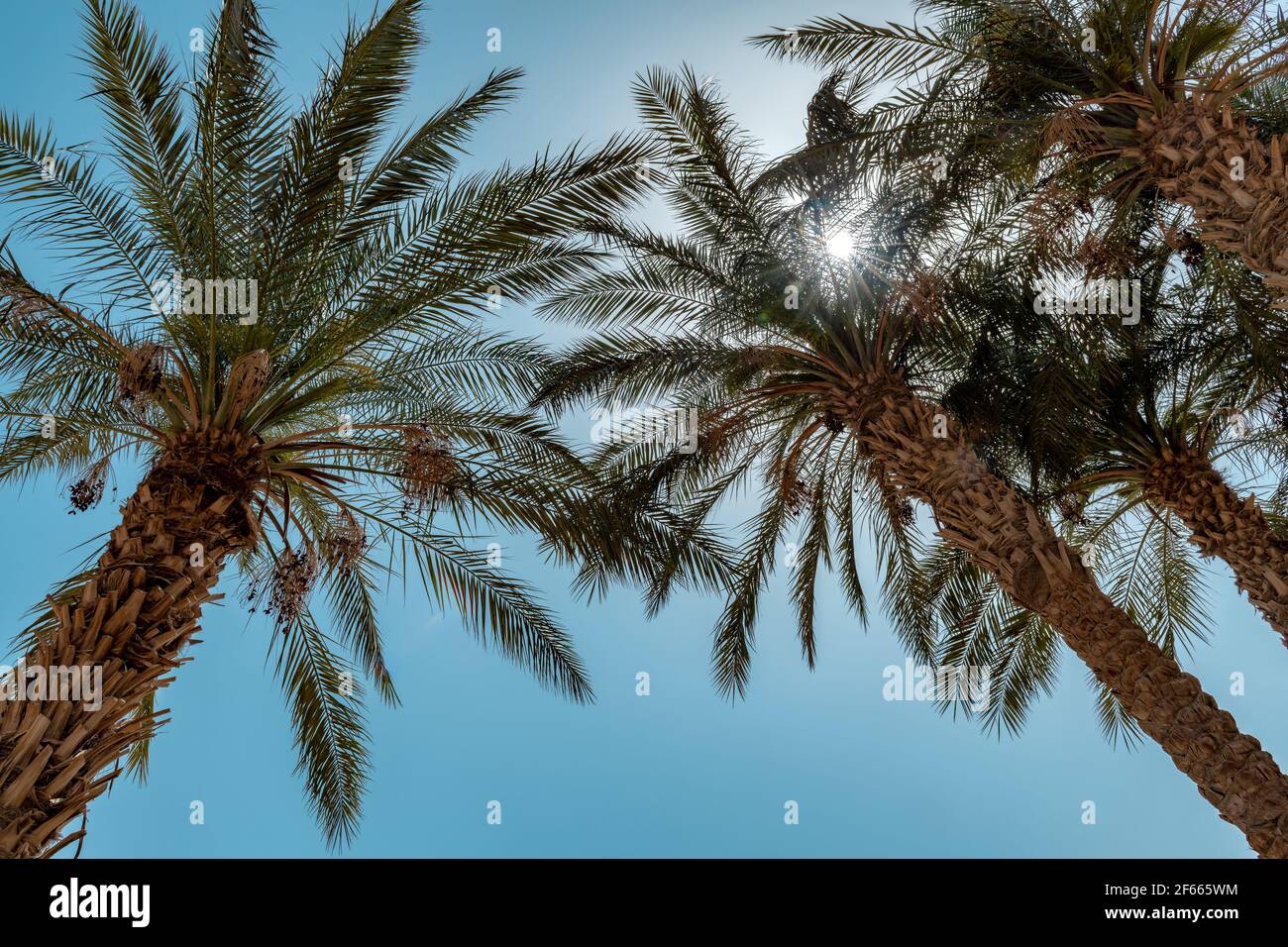 Palmiers dans la lumière du soleil contre le ciel bleu sur une plage tropicale. Banque D'Images