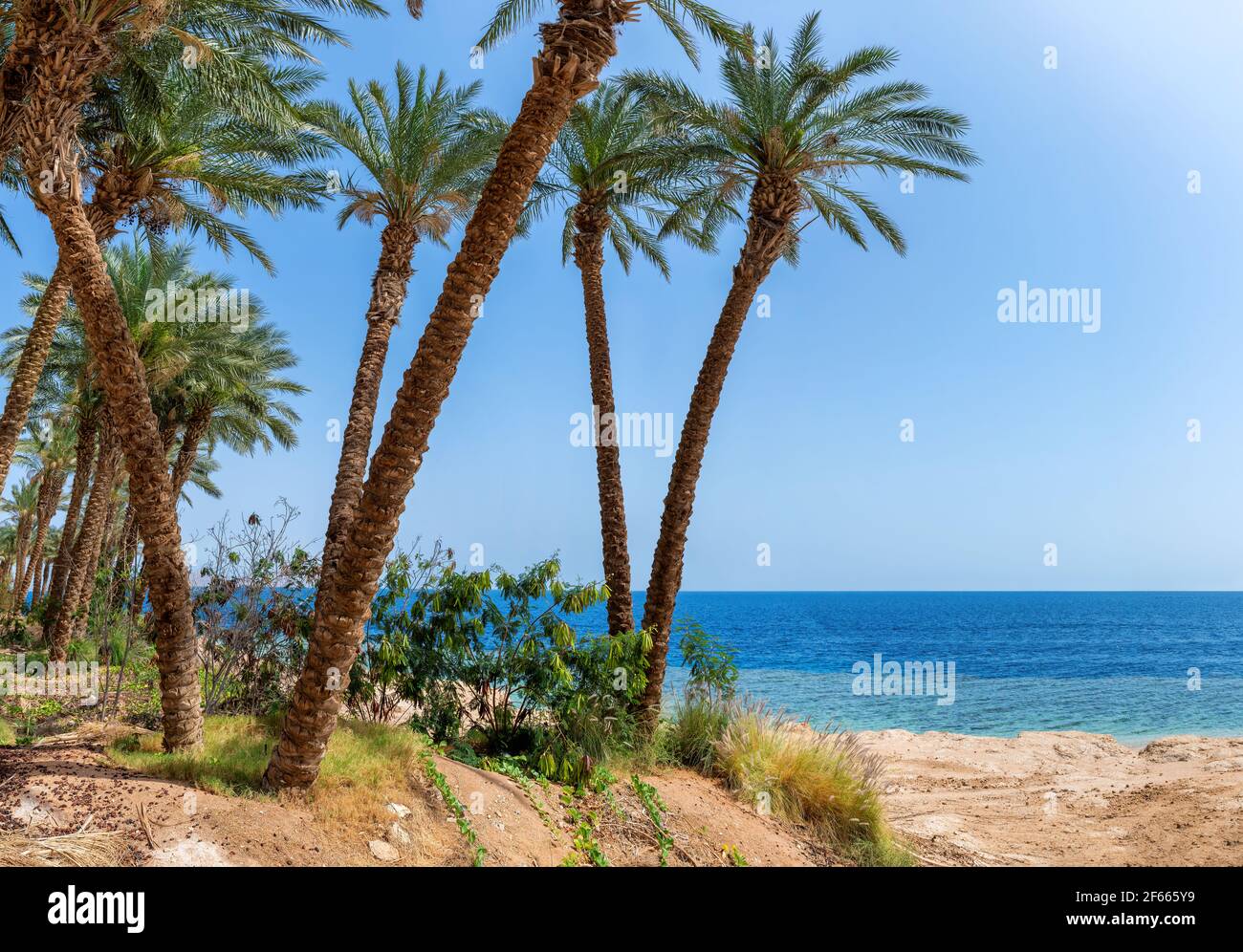 Palmiers sur une plage de corail ensoleillée Banque D'Images
