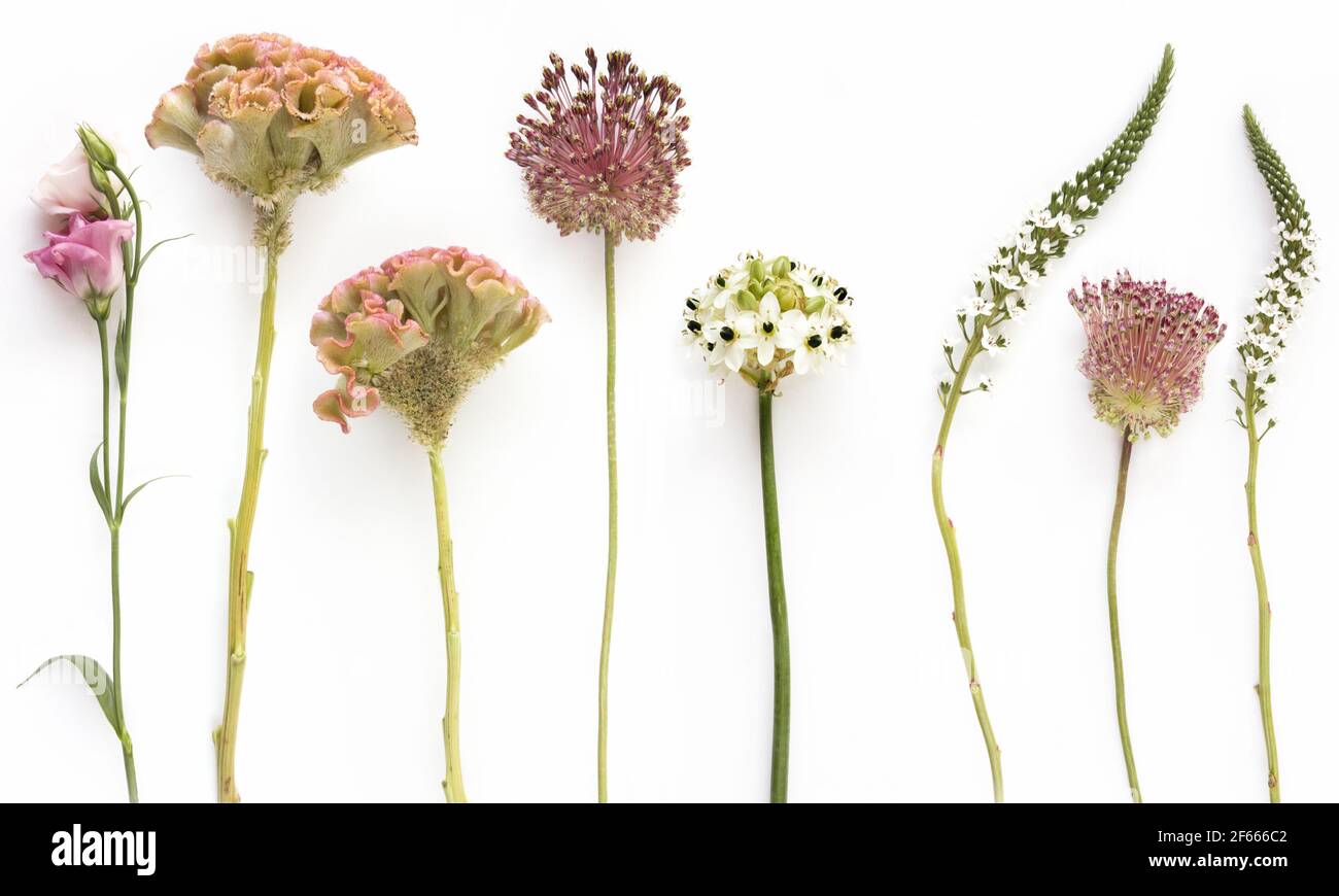 magnifiques différents types de fleurs simples dans des couleurs douces, sur fond blanc Banque D'Images