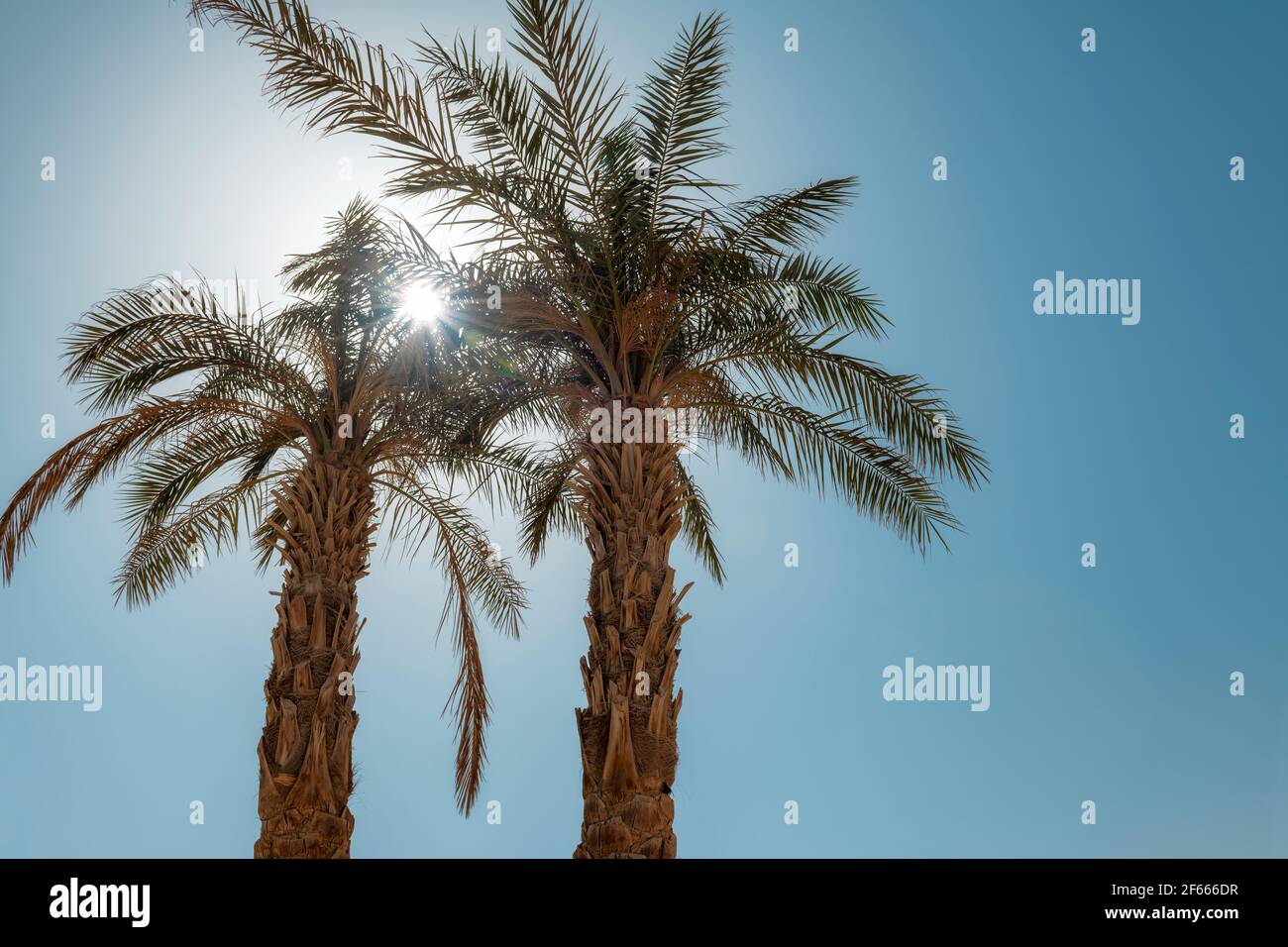 Palmiers dans la lumière du soleil contre le ciel bleu sur une plage tropicale. Banque D'Images