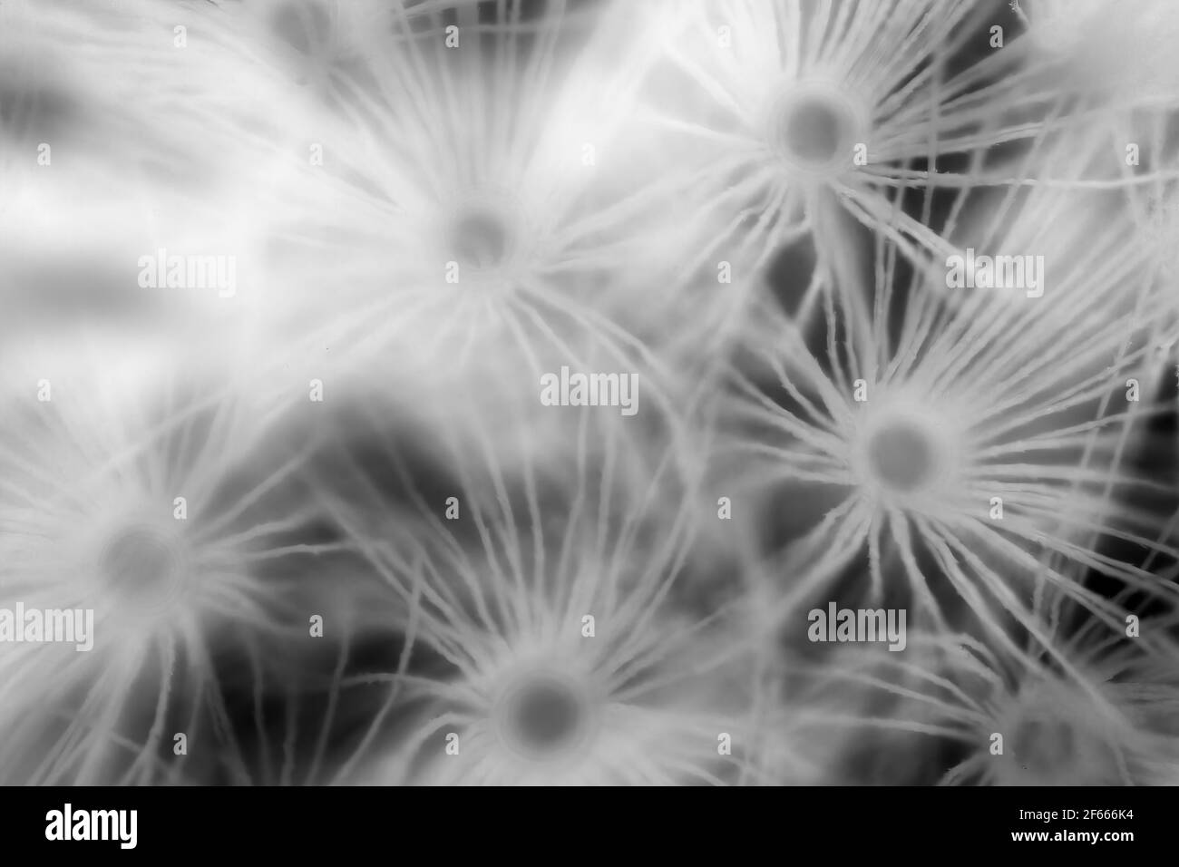 noir et blanc extrême gros plan d'un pissenlit disparu à l'origine Banque D'Images