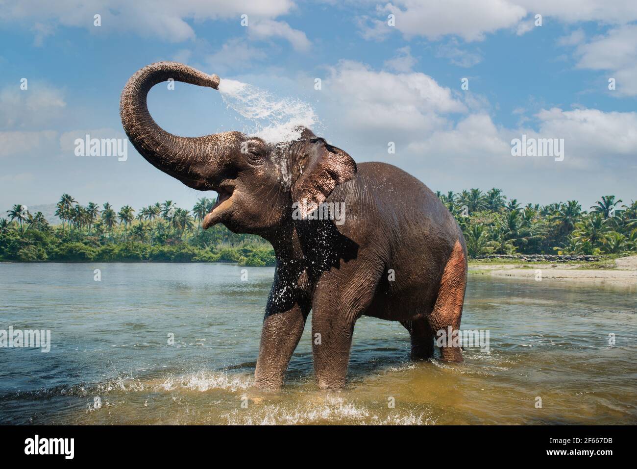 Lavage des éléphants et éclaboussures d'eau à travers le tronc dans le fleuve Periyar, Kodanad, Inde Banque D'Images