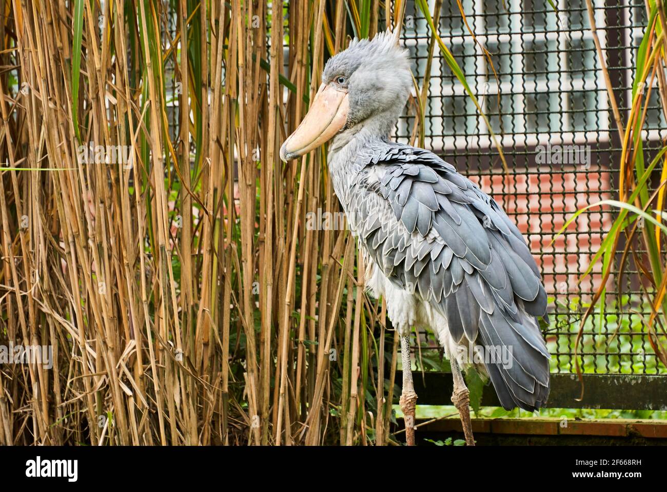 Le shoebill, Balaeniceps rex, également tête de baleine, le stork à tête de baleine, ou le stork à bec de chaussure, est un très grand cigote comme oiseau, qui peut être trouvé en Afrika Banque D'Images