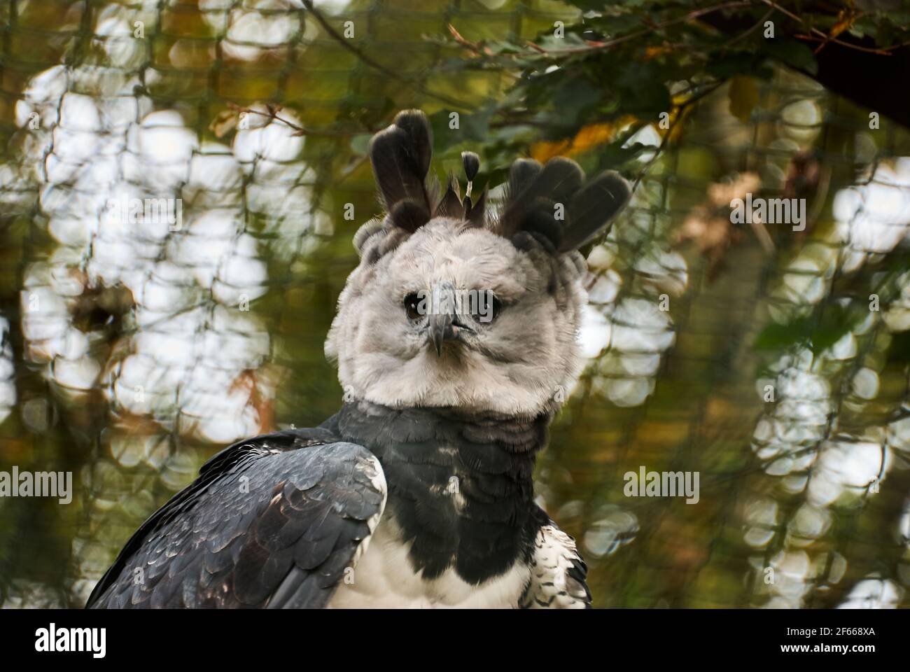 L'aigle harpie, Harpia harpyja, est également appelé l'aigle harpie américain est l'une des plus grandes espèces d'aigles au monde. Elle se trouve dans le haut Banque D'Images