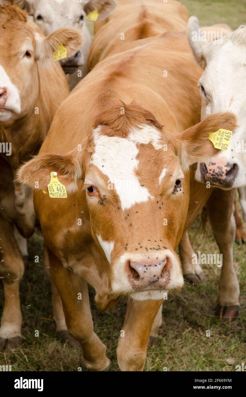 BOS Taurus, vaches inquistives, bétail brun domestique dans un pâturage dans la campagne en Rhénanie-Palatinat, Allemagne, Europe occidentale Banque D'Images