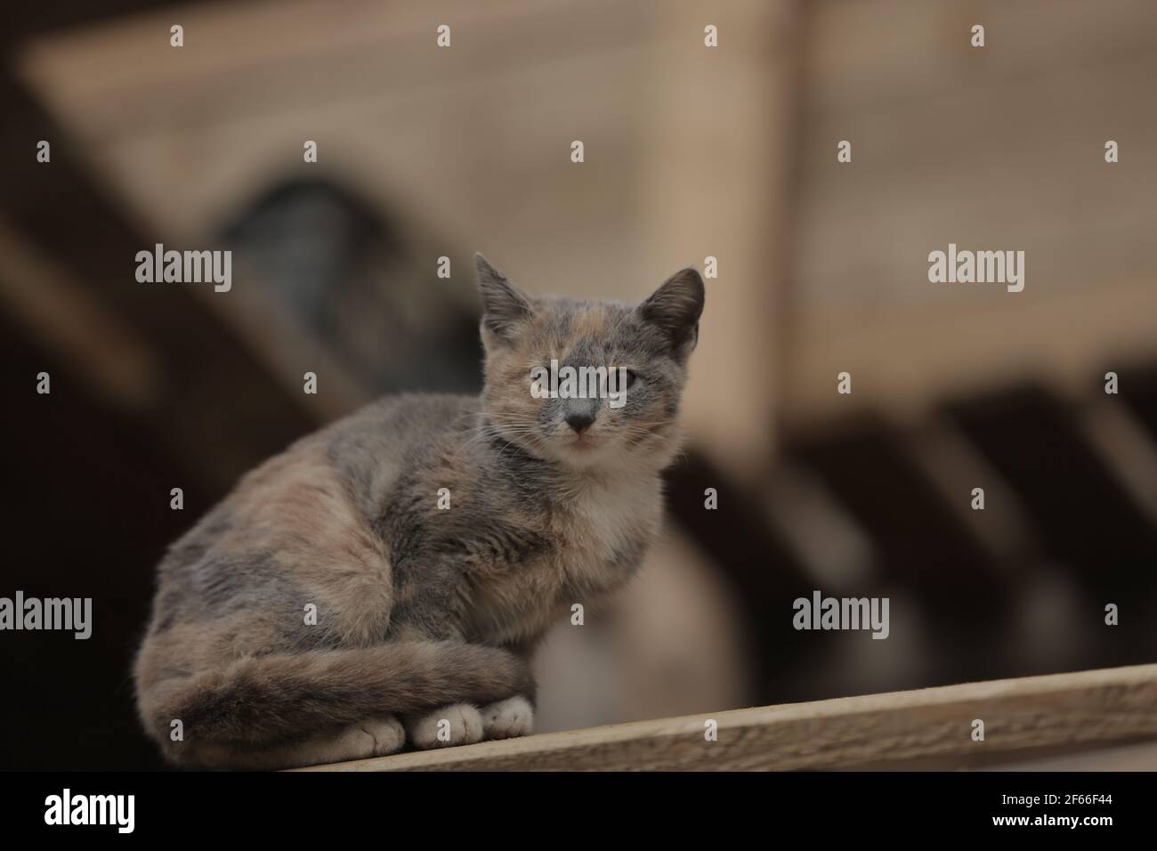 Chat Multicolore Banque D Image Et Photos Alamy