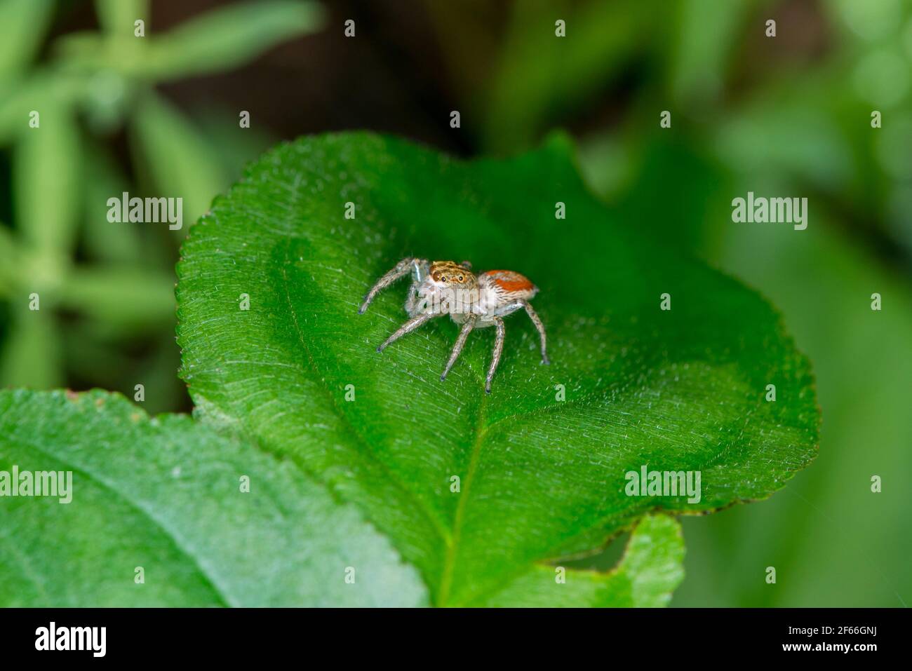 Vadnais Heights, Minnesota. John H. Allison Forest. Femelle dimorphique Jumper, Maevia inclemens reposant sur une feuille dans la forêt. Banque D'Images