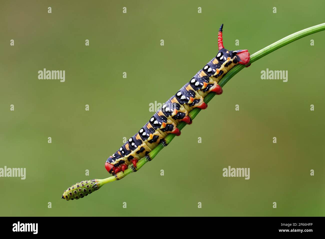 Chenille de faucon de spup à la tombée de la nuit, gros plan. Arrière-plan vert clair flou. Genre espèces Hyles euphorbiae. Banque D'Images