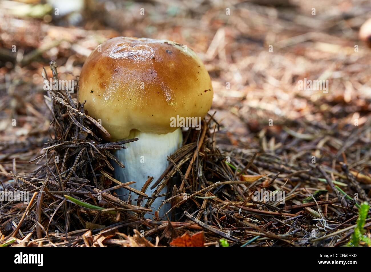 Russula foetens - champignon non comestible. Champignon dans l'environnement naturel. Anglais : Stencking russula Banque D'Images