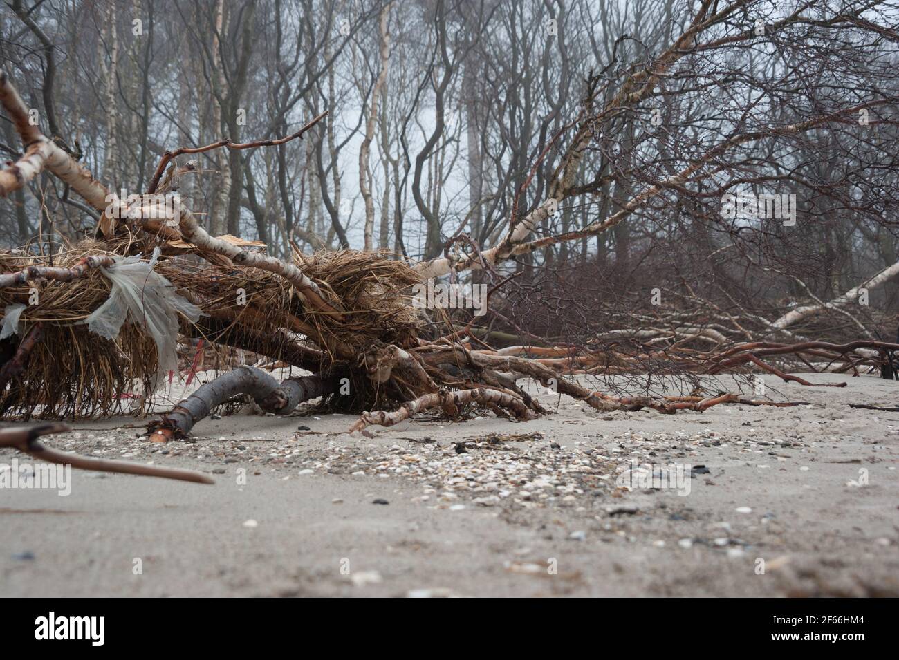 Erstellung am Weststrand vom Ostseebad Prerow auf dem Darß in Mecklembourg-Poméranie-Occidentale Banque D'Images