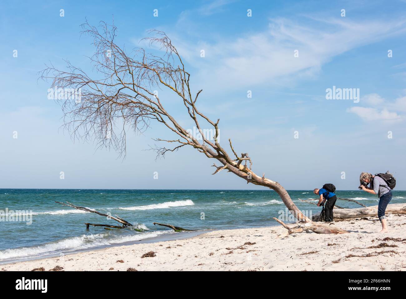 AM Weststrand des Darß BEI Prerow reicht der Naturwald bis an den Strand. Herbst- und Frühjahrsstürme nagen jedes an der Baumkante Banque D'Images