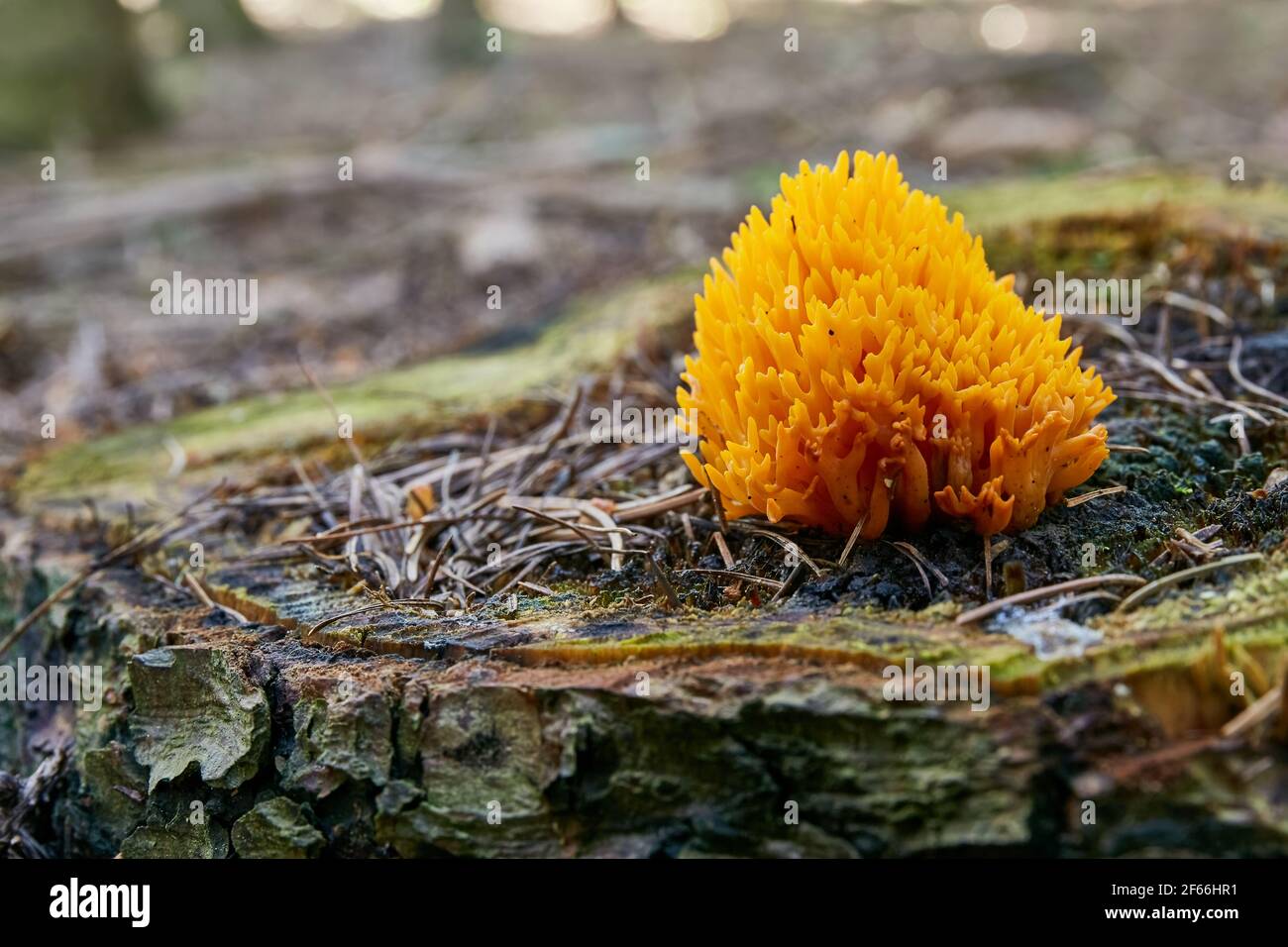 Calocera viscosa - champignon non comestible. Champignon dans l'environnement naturel. Anglais : stagshorn jaune Banque D'Images