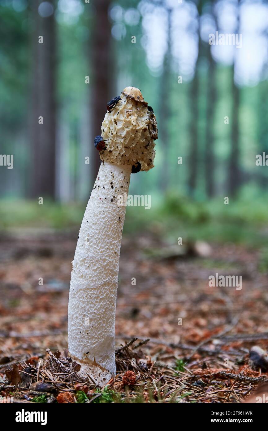 Phallus impudicus - champignon non comestible. Champignon dans l'environnement naturel avec des insectes sur le dessus. Anglais : rose commun Banque D'Images