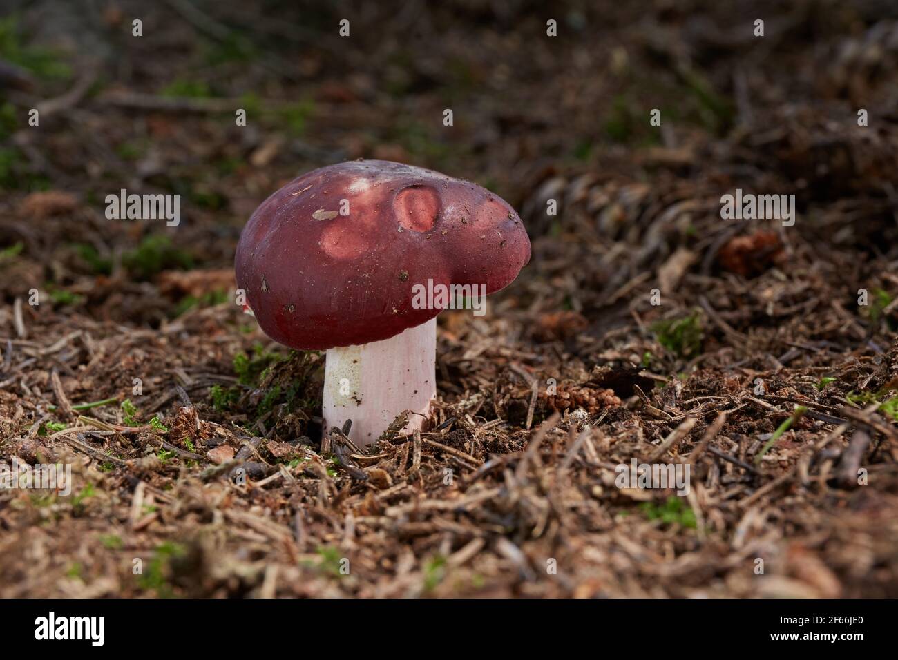 Russula xerampelina - champignons comestibles. Champignon dans l'environnement naturel. Anglais: Crabe brittlegill, champignons de crevettes. Tchèque: Holubinka revova Banque D'Images