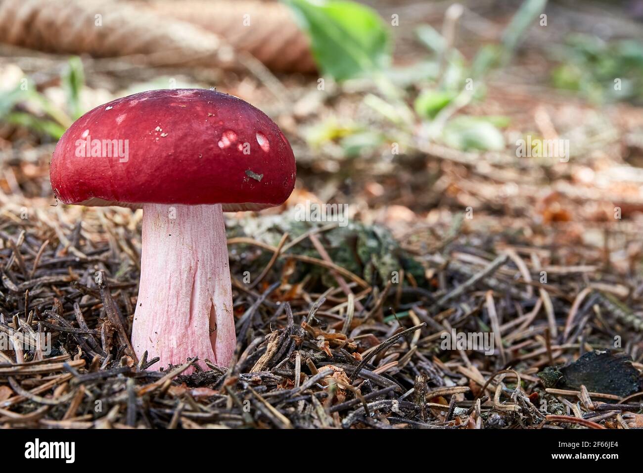 Russula xerampelina - champignons comestibles. Champignon dans l'environnement naturel. Anglais: Crabe brittlegill, champignons de crevettes. Tchèque: Holubinka revova Banque D'Images