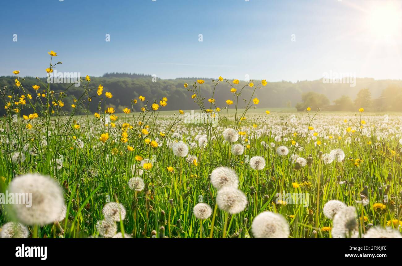 Boules de pissenlits blanches et butterbutterbutter jaune à fleurs de prairie au bord d'un champ dans une campagne rurale sur un journée ensoleillée au printemps Banque D'Images