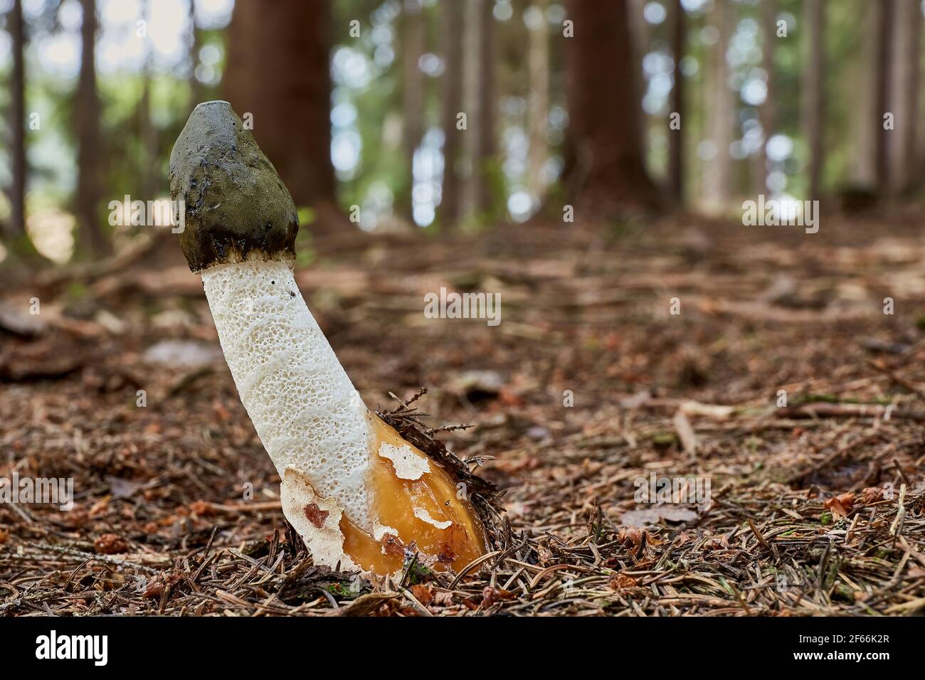 Phallus impudicus - champignon non comestible. Champignon dans l'environnement naturel avec des insectes sur le dessus. Anglais : rose commun Banque D'Images