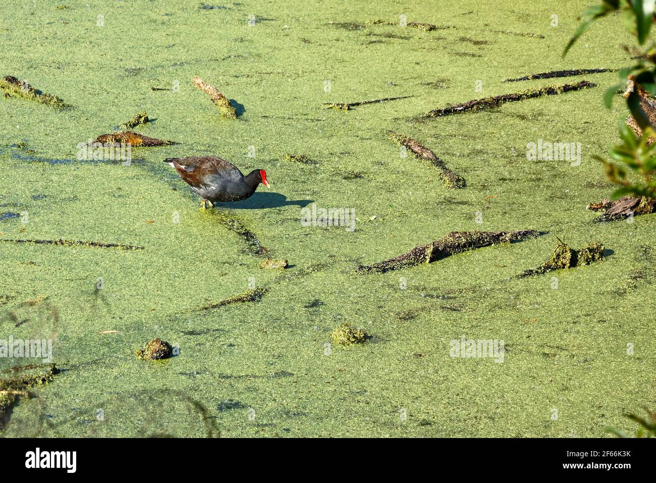 Moorhen commun, debout dans l'étang, Gallinula chloropus, algues vertes, alligator américain à proximité, Faune, animaux, nature, réserve de bar Circle B, florid Banque D'Images