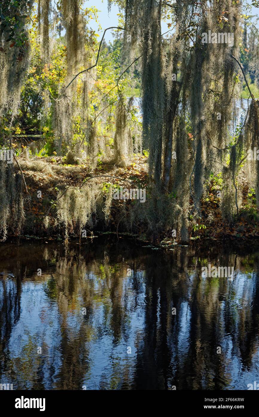 Scène d'arbres, mosaïque espagnole suspendue, réflexions, eau, nature, Green, Circle B Bar Reserve, Floride, Lakeland, FL, printemps Banque D'Images