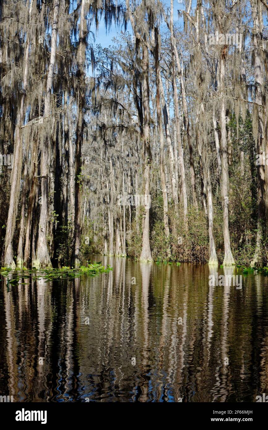 Scène marécageuse, eau, arbres, cyprès, réflexions, Nature, réserve naturelle nationale d'Okefenokee, Géorgie Banque D'Images