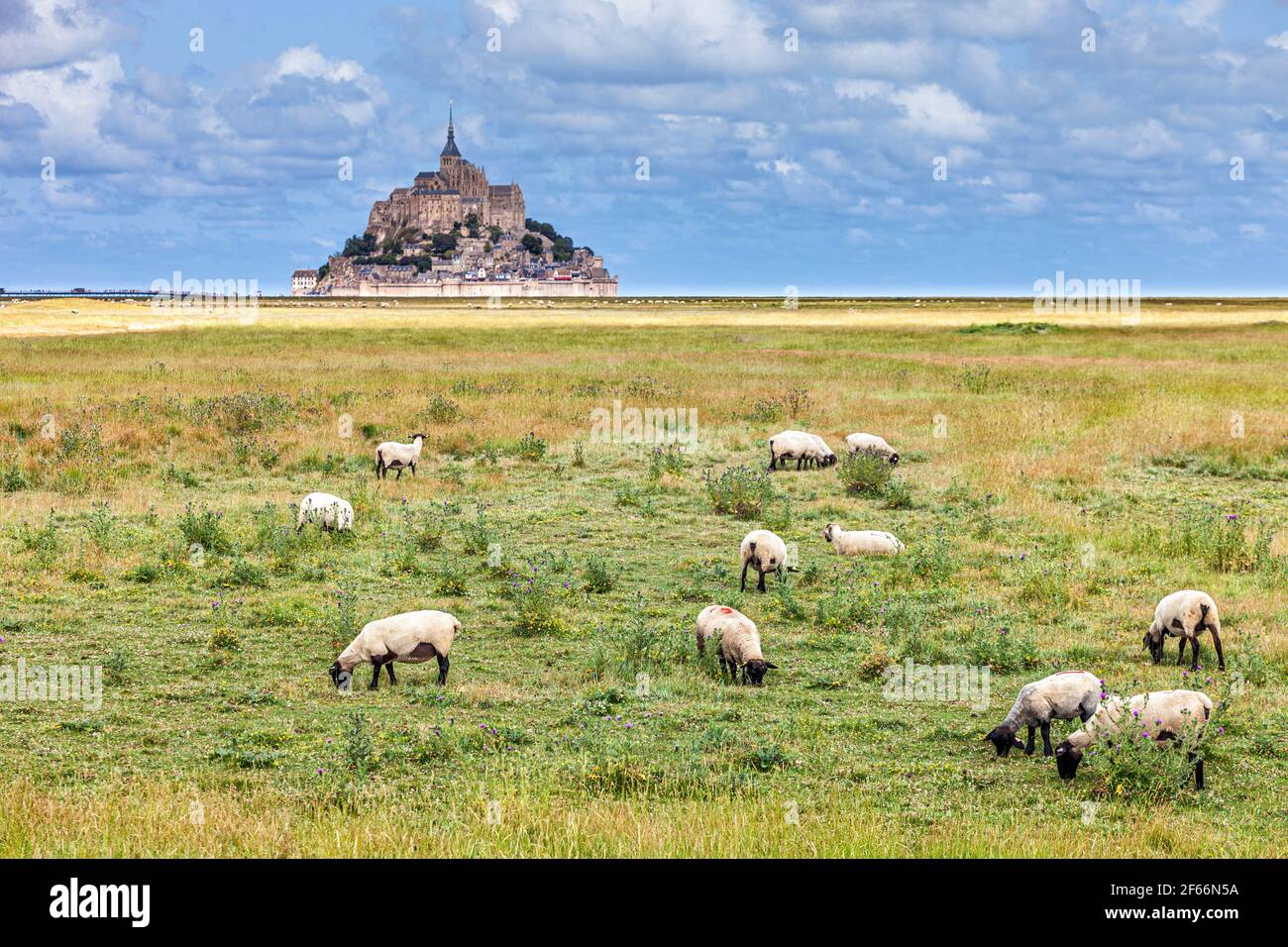 Vue sur la célèbre île marémotrice historique du Mont Saint-Michel avec moutons paître dans les champs de pâturage en face de lui Banque D'Images