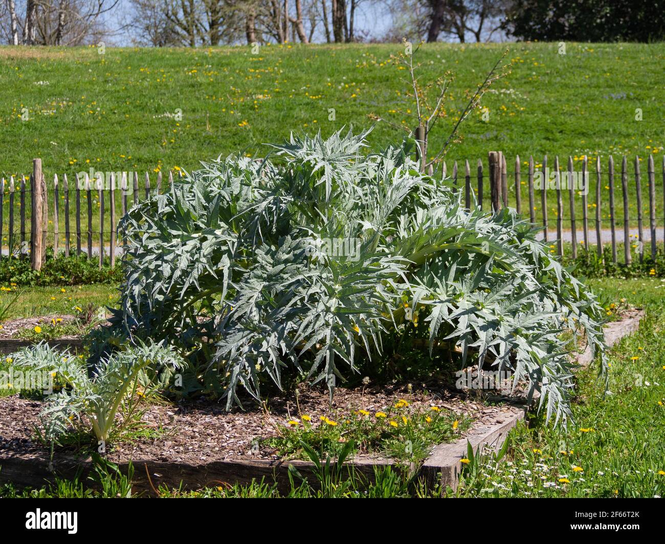Plante de chardon sauvage dans la nature Banque D'Images