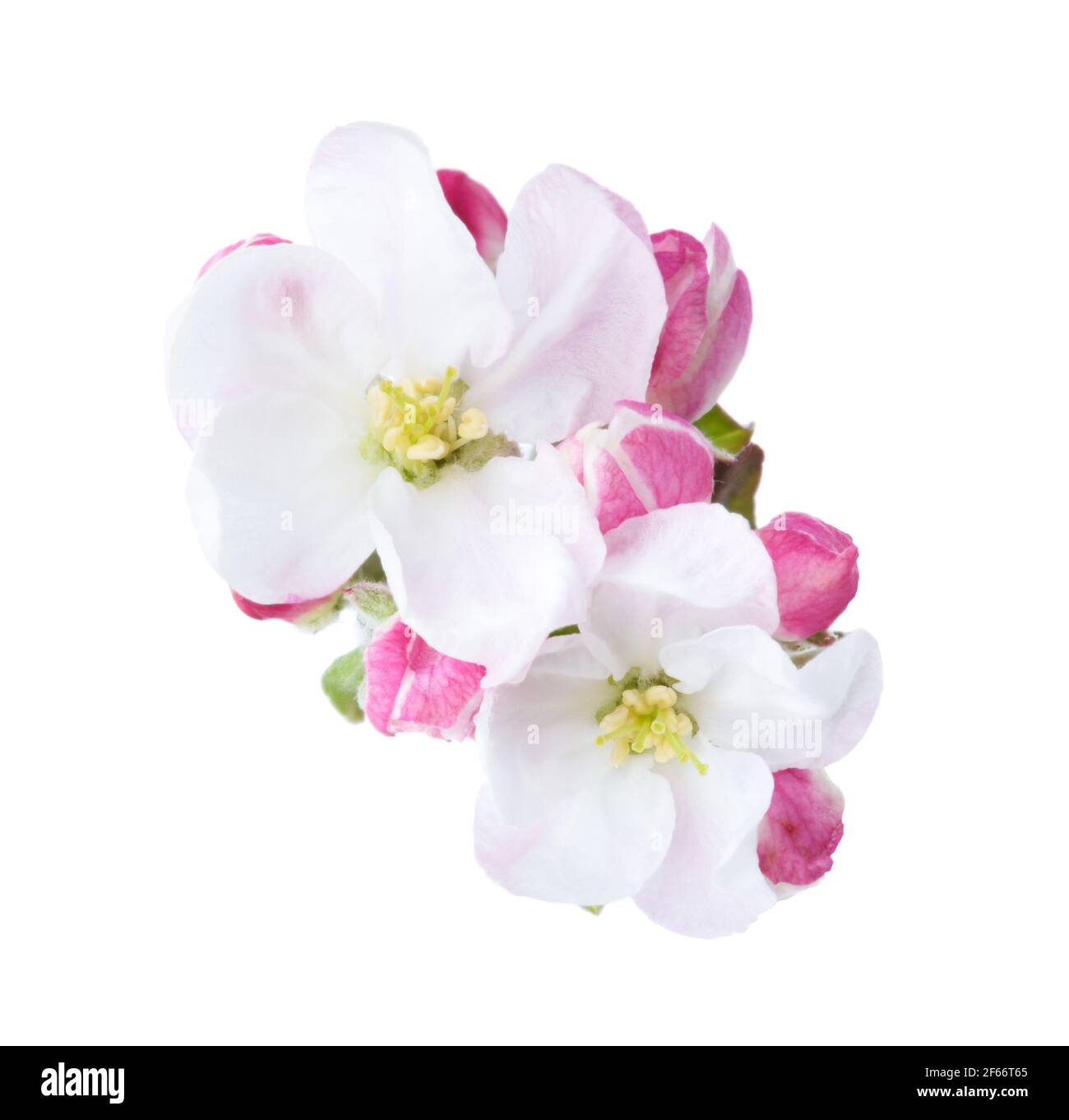 Deux fleurs de fleurs de pomme avec des bourgeons isolés sur fond blanc. Gros plan Banque D'Images