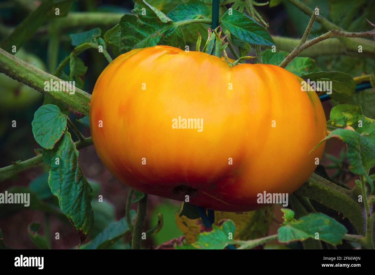 Hillbilly Potato Leaf Tomato est une variété d'origine heurisée qui serait originaire de Virginie-Occidentale, aux États-Unis Banque D'Images