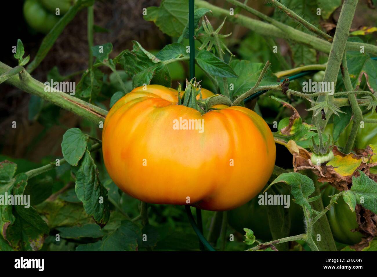 Hillbilly Potato Leaf Tomato est une variété d'origine heurisée qui serait originaire de Virginie-Occidentale, aux États-Unis Banque D'Images