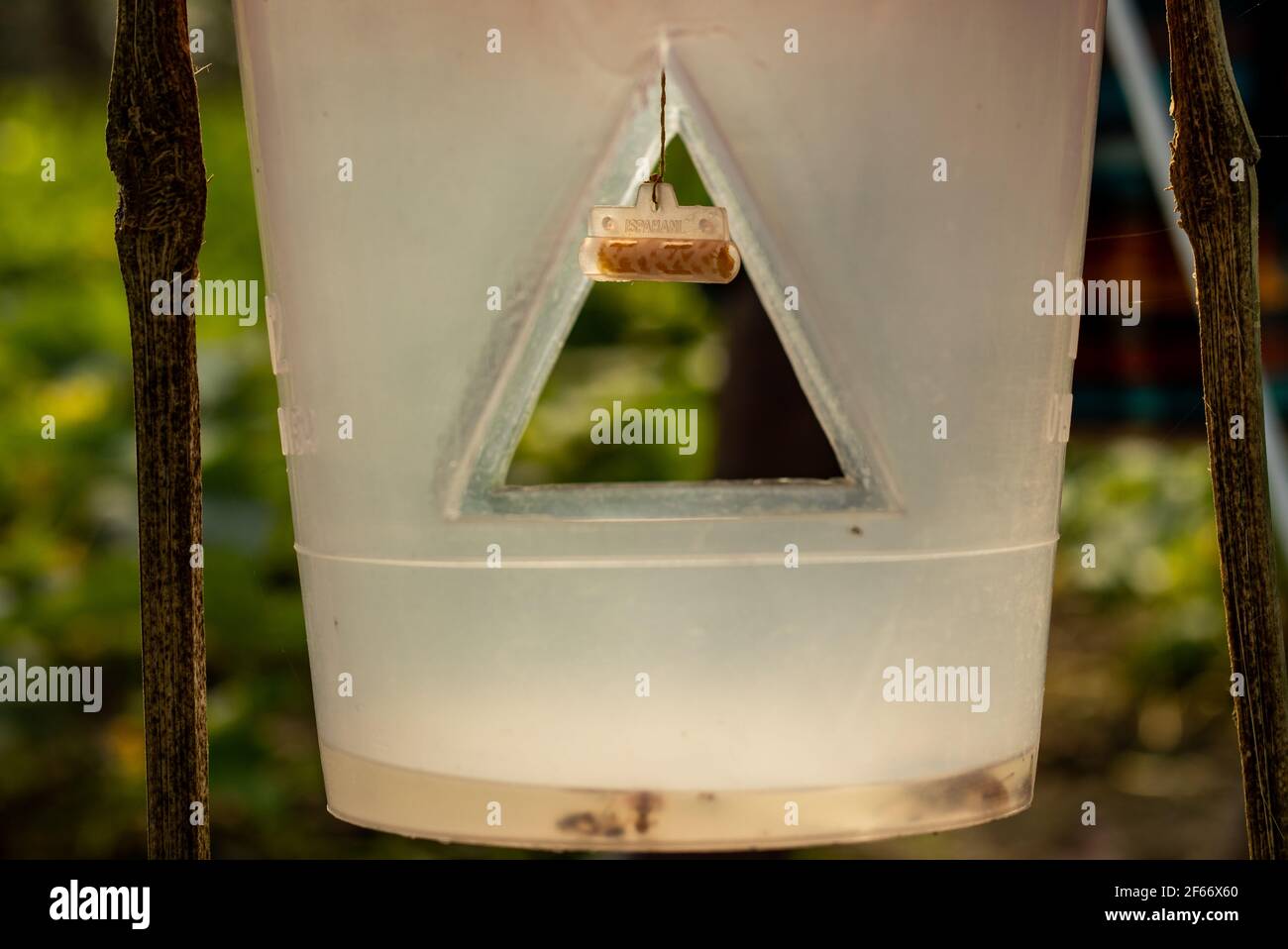 Un arbre a été utilisé pour contrôler les insectes nuisibles dans les champs de concombre. Un grand trou a été fait au milieu d'un pot en plastique et les plantes toxiques étaient hun Banque D'Images