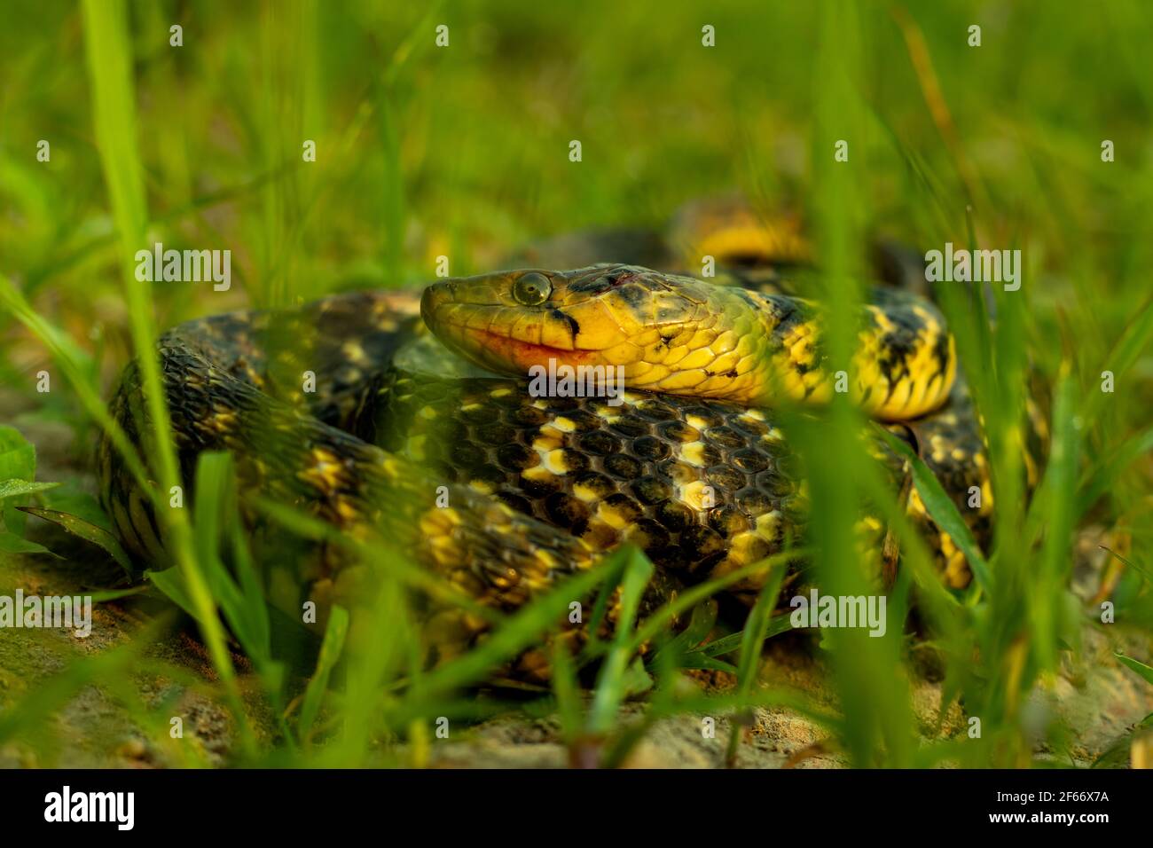 Parmi les serpents, Amphiesma stolatum est distribué dans toute l'Asie de l'est et l'Asie du Sud, tandis que le pisteur Xenochromopis se trouve de l'Asie de l'est à l'Afghanistan Banque D'Images