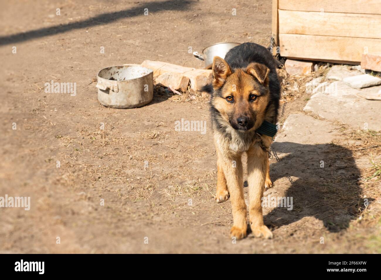 abri pour animaux de chien, berger allemand maigre sur une chaîne. Banque D'Images